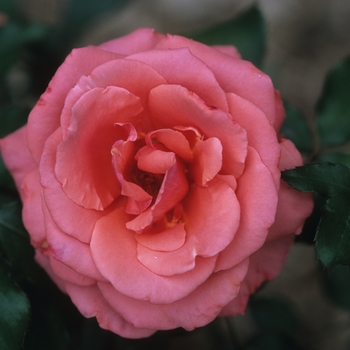 Rosa 'Vision' (061888)