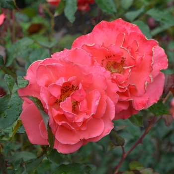 Rosa 'Vision' (061889)