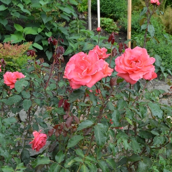 Rosa 'Vision' (061890)