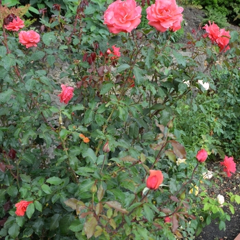 Rosa 'Vision' (061891)