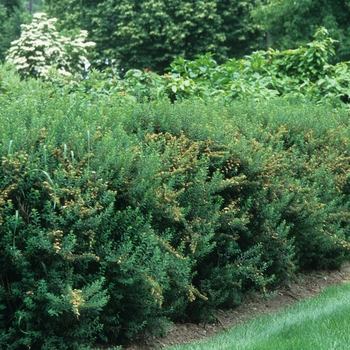 Spiraea nipponica 'Snowmound' (061908)