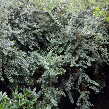 Spiraea nipponica 'Snowmound' (061910)