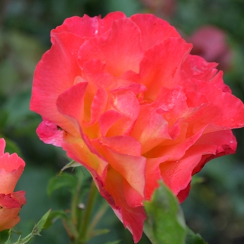 Rosa 'Granada' (061945)