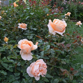 Rosa 'Abbaye de Cluny™' (061966)