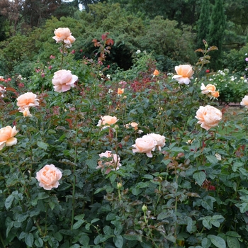 Rosa 'Abbaye de Cluny™' (061968)