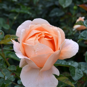 | Center \'Bubble Radnov Double™\' Marketing Rose Rosa Garden
