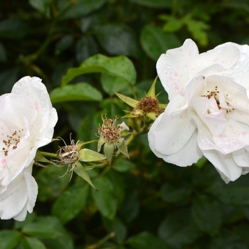 Rosa 'Iceberg' (062001)