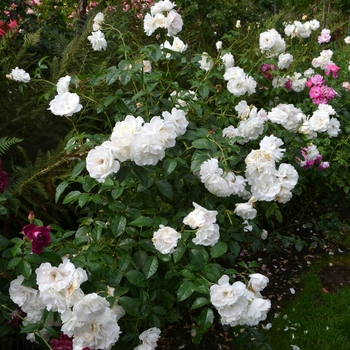 Rosa 'Iceberg' (062004)