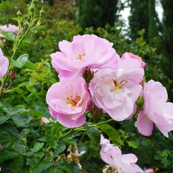 Rosa 'Madame Caroline Testout' (062093)