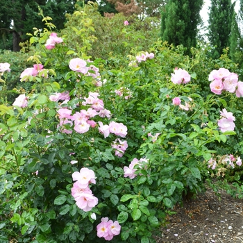 Rosa 'Madame Caroline Testout' (062094)