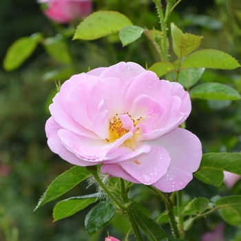 Rosa 'Madame Caroline Testout' (062099)