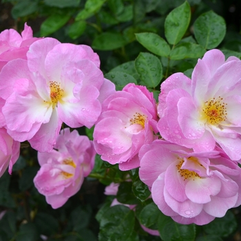 Rosa 'Madame Caroline Testout' (062100)