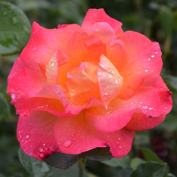 Rosa 'Mardi Gras' (062101)