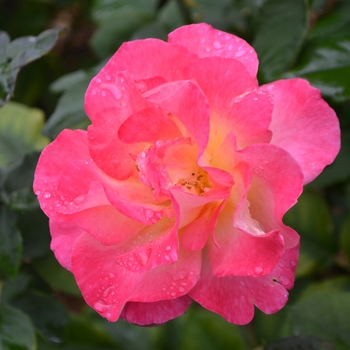 Rosa 'Mardi Gras' (062102)