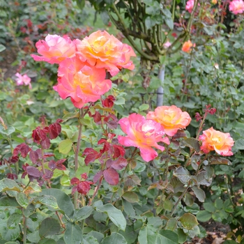 Rosa 'Mardi Gras' (062103)