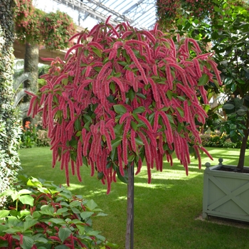 Acalypha hispida '' (062118)