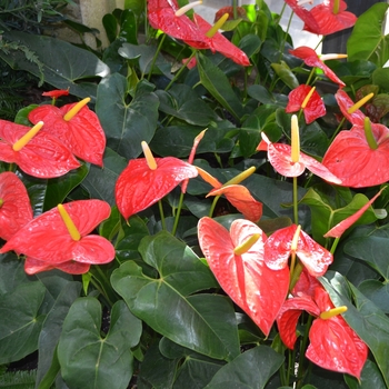 Anthurium andraeanum 'Dakota' (062121)