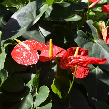 Anthurium andraeanum 'Dakota' (062122)