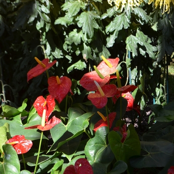 Anthurium andraeanum 'Dakota' (062124)