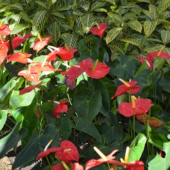 Anthurium andraeanum 'Dakota' (062125)