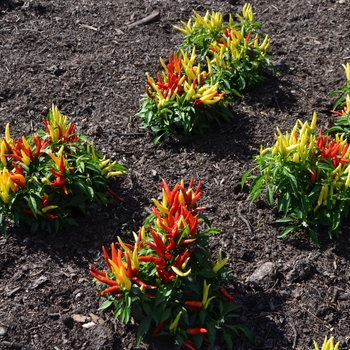 Capsicum annuum 'Chilly Chili' (062141)