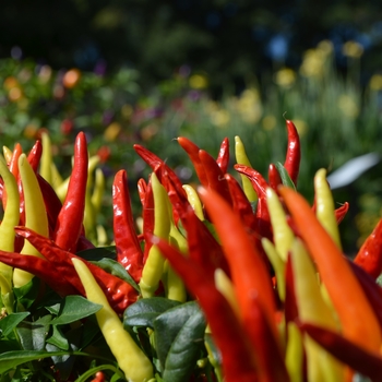 Capsicum annuum 'Chilly Chili' (062143)