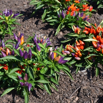 Capsicum annuum 'Peppa Lila-Naranja' (062144)