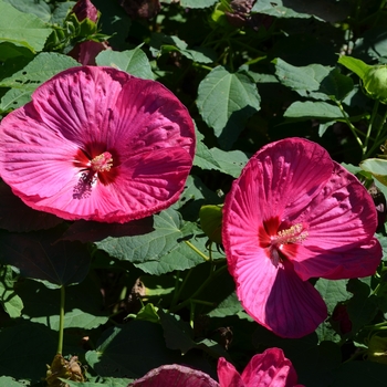 Hibiscus moscheutos Luna™ 'Rose' (062146)