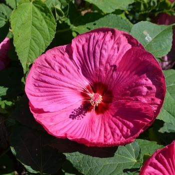 Hibiscus moscheutos Luna™ 'Rose' (062148)