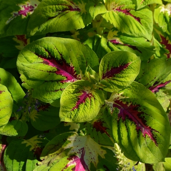 Coleus scutellarioides Kong Jr.™ '' (062153)