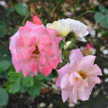 Rosa 'Pinocchio' (062172)