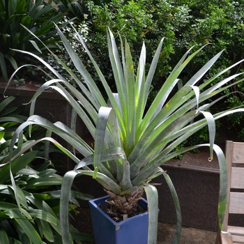 Vriesea 'odorata' (062176)