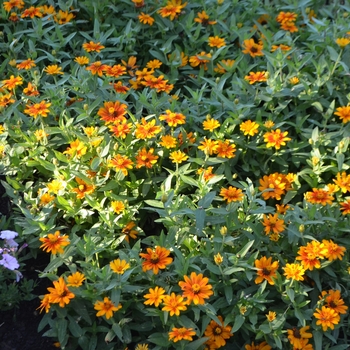 Zinnia marylandica Zahara™ 'Sunburst' (062183)