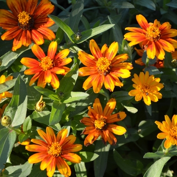 Zinnia marylandica Zahara™ 'Sunburst' (062185)