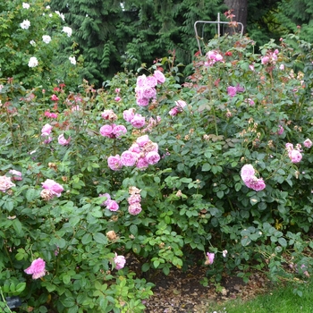 Rosa 'Bishop's Castle' (062206)