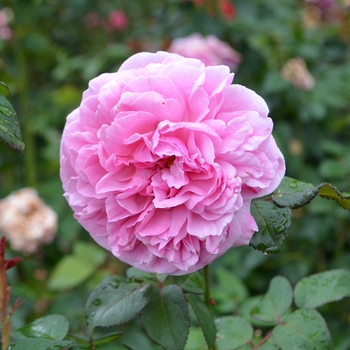 Rosa 'Bishop's Castle' (062207)