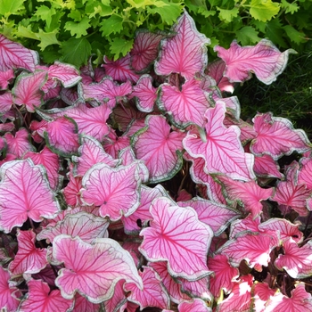 Caladium Florida 'Sweetheart' (062248)