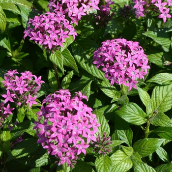 Pentas lanceolata 'Butterfly Lavender Shades' (062254)