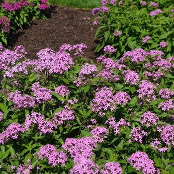 Pentas lanceolata 'Butterfly Light Lavender' (062255)