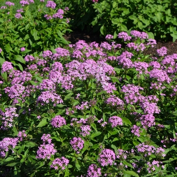 Pentas lanceolata 'Butterfly Light Lavender' (062257)