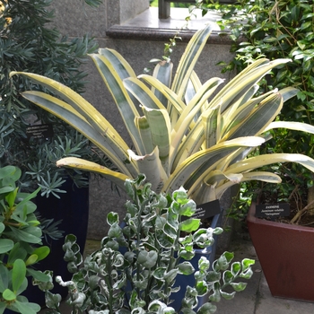 Aechmea chantinii 'Harvey's Pride' (062261)