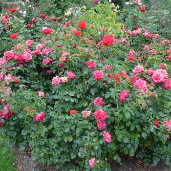 Rosa Easy Elegance® '' (062273)