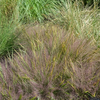 Eragrostis spectabilis '' (062298)