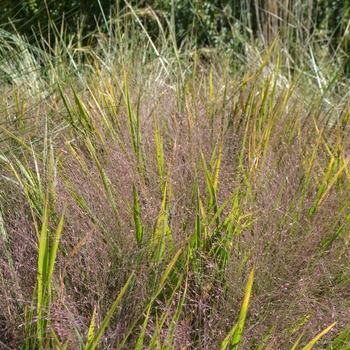 Eragrostis spectabilis '' (062300)