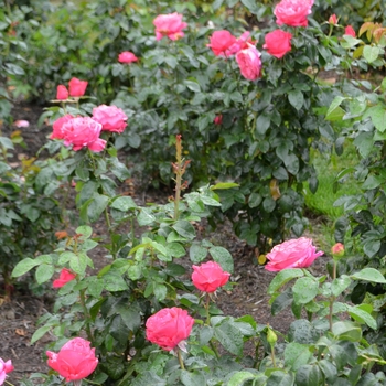 Rosa Eleganza® 'Fiji™' (062302)