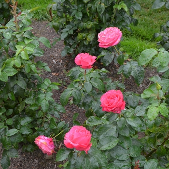 Rosa Eleganza® 'Fiji™' (062303)