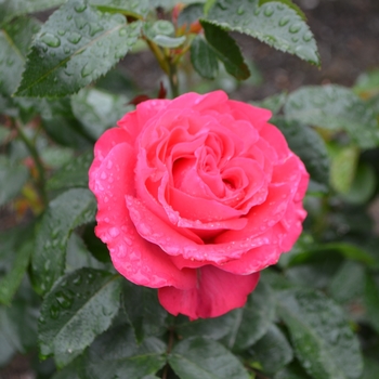 Rosa Eleganza® 'Fiji™' (062304)