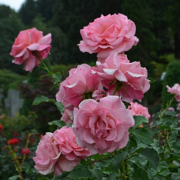 Rosa 'Catalina' (062330)