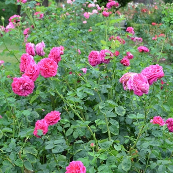 Rosa 'Lady of Megginch' (062346)