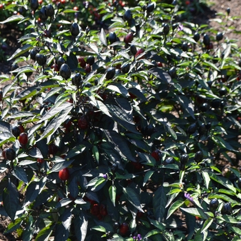 Capsicum annuum 'Black Olive' (062349)